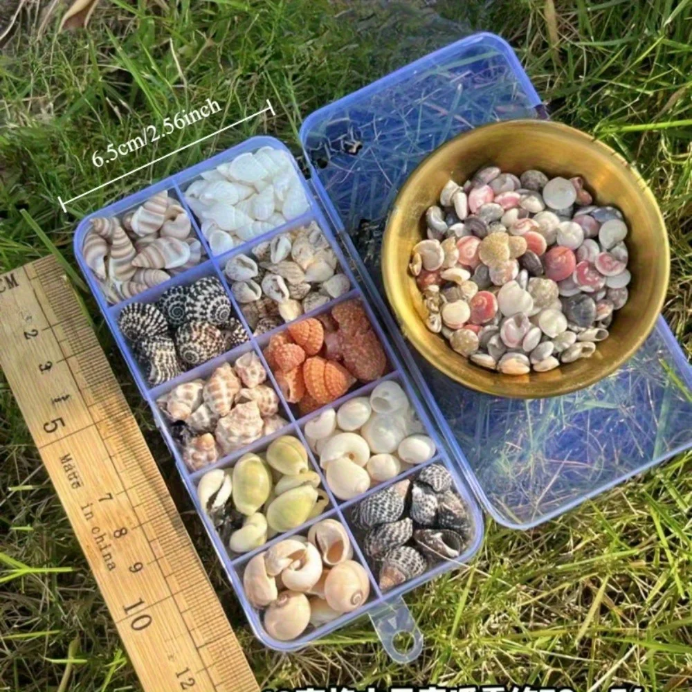 2 cajas de 11 variedades de colección de mini conchas de mar, especies mixtas para manualidades, joyería y decoración de acuario