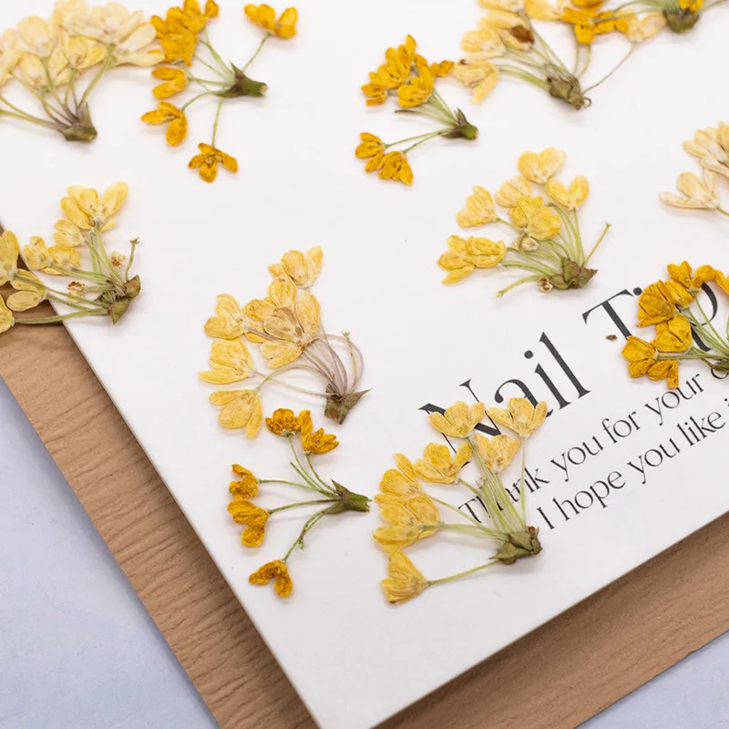 24 Stück, Natürliche Echte Gepresste Blumen, Getrocknete Pflanzen, DIY-Material für Harz, Lesezeichen, Scrapbooking, Heimdekoration, Bastelzubehör – Detail 3