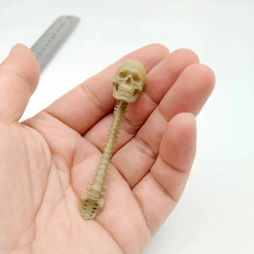 Collection 1/12 Scale PVC Human Skeleton Skull with Vertebra Model for 6in Action Figure Scene Accessory Toy