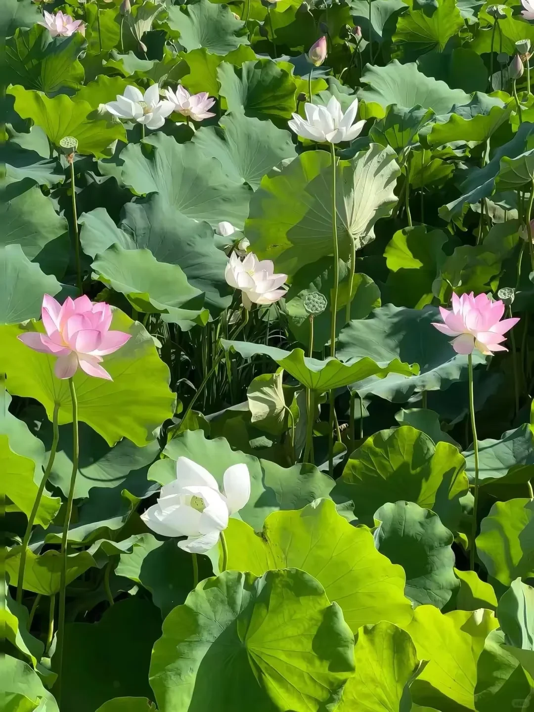 

2025 High Speed Podiatry Drill Water Spray Pedicure Machine Foot Spa Nail Polisher 40000 RPM Manicure Nail Polish Machine