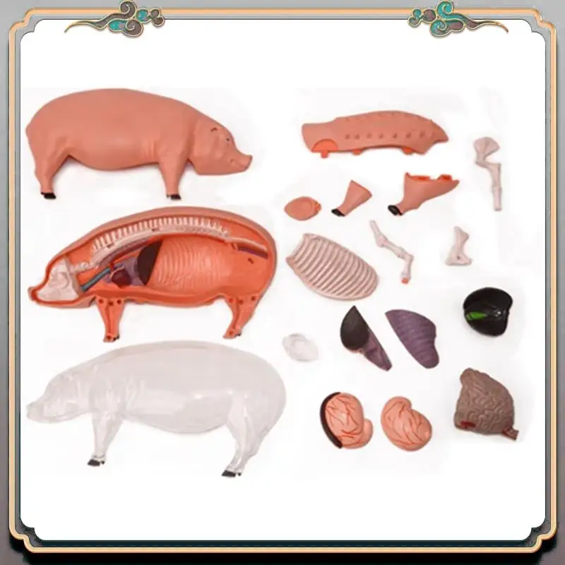 Durable 4D Vision Pig Organ Anatomy Model Animal Puzzle For Kids And  Students Veterinary Teaching Model