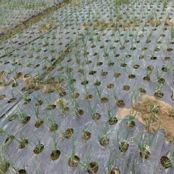 5m Black 5-Hole Mulch Film PE Plastic Mulch 0.02mm Agricultural Plants Cover Film Frost Protection Keep Warm Weed Control