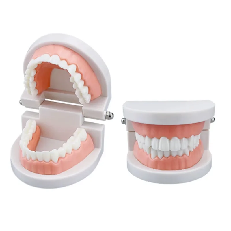 Dental Models Teeth Teaching Standard 1:1 Children's Teeth Brushin Dental Display Medical Teaching Model Supplies