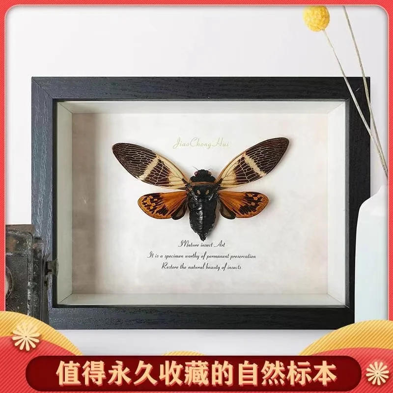 

Insect specimen colorful cicada cicada frame retro gift personality Decorative painting home decoration piece wall hanging creat