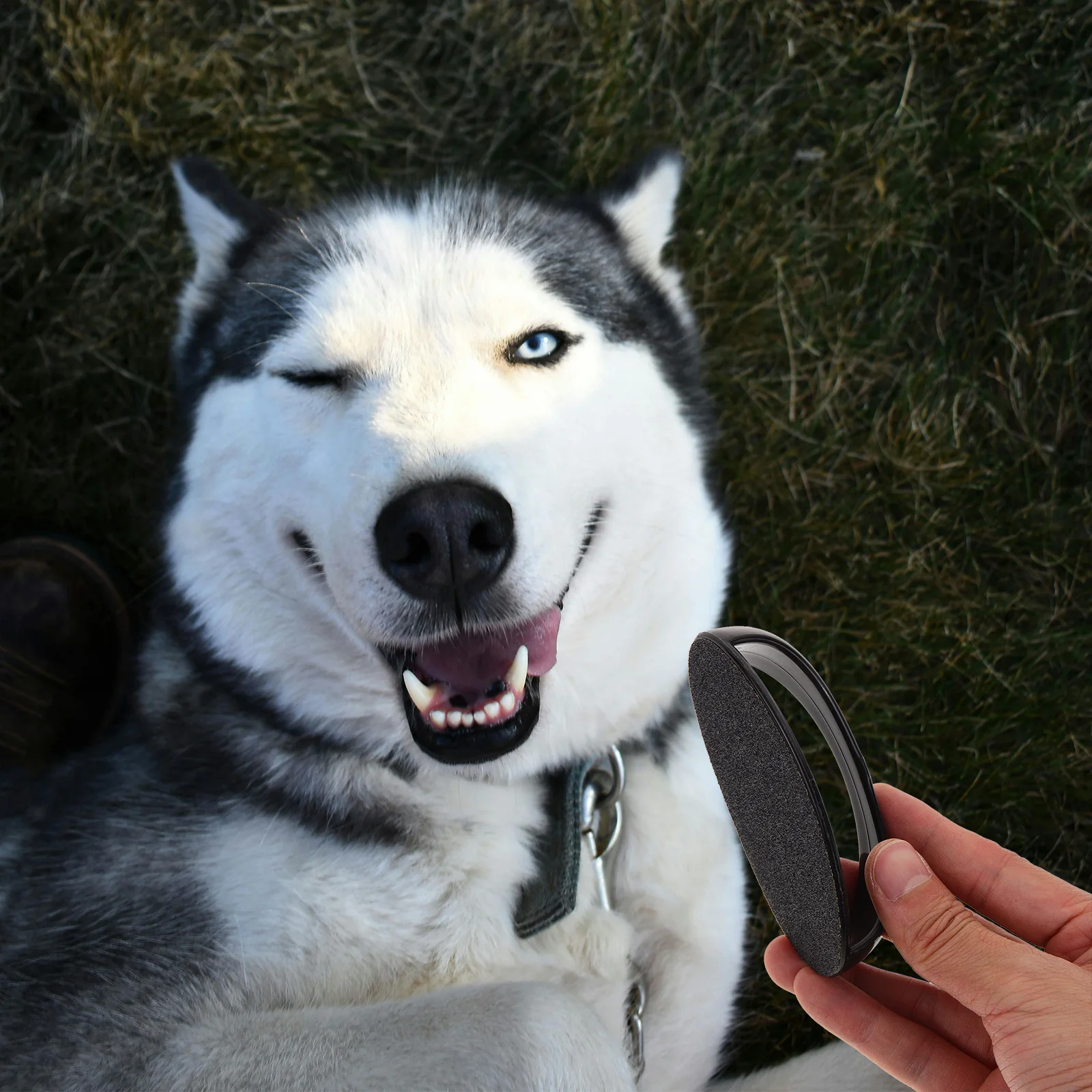 

1Set Pet Nail File Replaceable Sandpaper Sturdy Handle Ergonomic Cats Smooth Trimming Tool Puppy Nail File