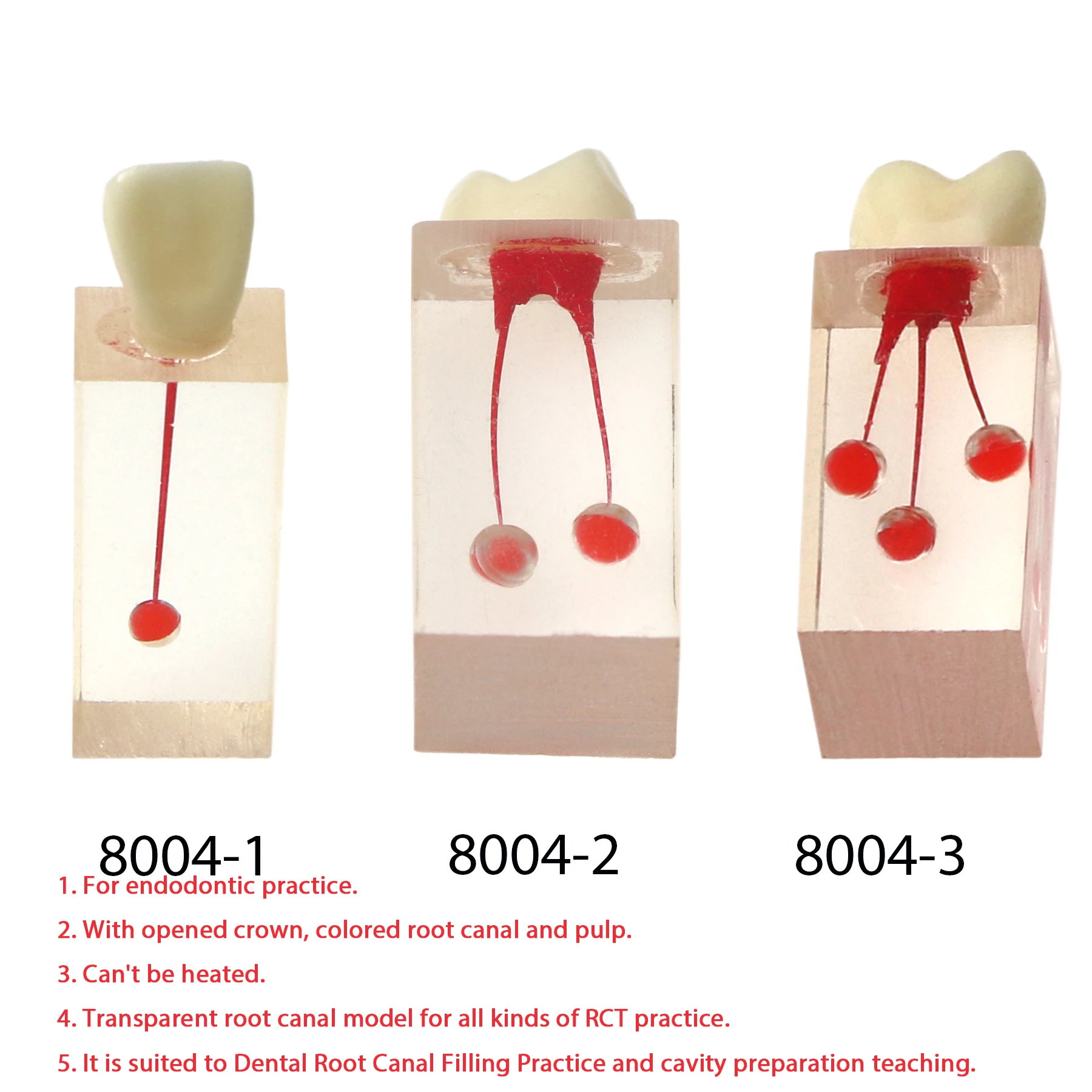 

Dental Endodontic Root Canal Block Model Dentistry Education Teaching Resin Endo Training RCT Practice Pulp Cavity Tooth Model