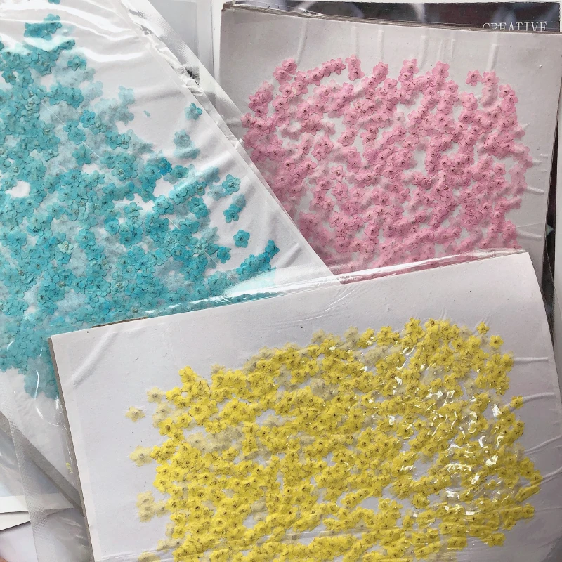 80 Stück/0,5-1,5 cm, Gepresste Mini-Vergissme-nicht-Blütenblätter, Gefärbte Echte Mini-Blumen für DIY-Nageldesign, Basteln, Foto-Geschenkkarten – Detail 7