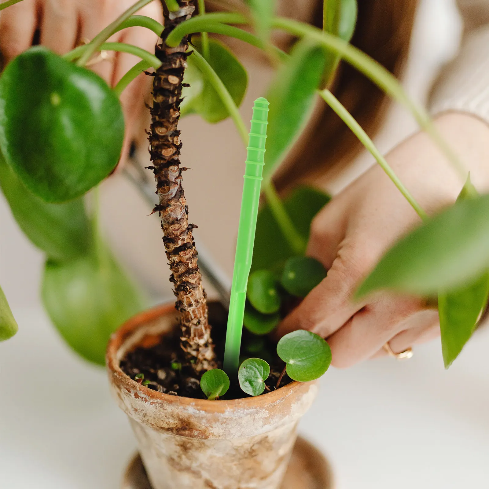 2 unidades de dispensador de s - Seed Planter avaliação e preço