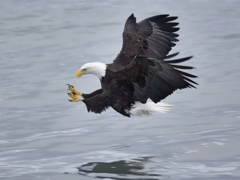 32cm wysokiej jakości imitacja Haliaeetus leucocephalu pluszowa zabawka Aquila orły prawdziwe życie wypchane zwierzę pluszowa zabawka lalka na prezenty