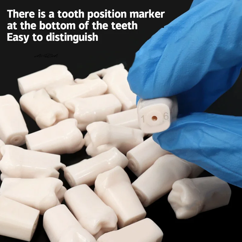 28/32Pcs Dental Typodont Teeth Resin Training Aid Removable Individual Screw-in Denture Practice Replacement Model for Dental