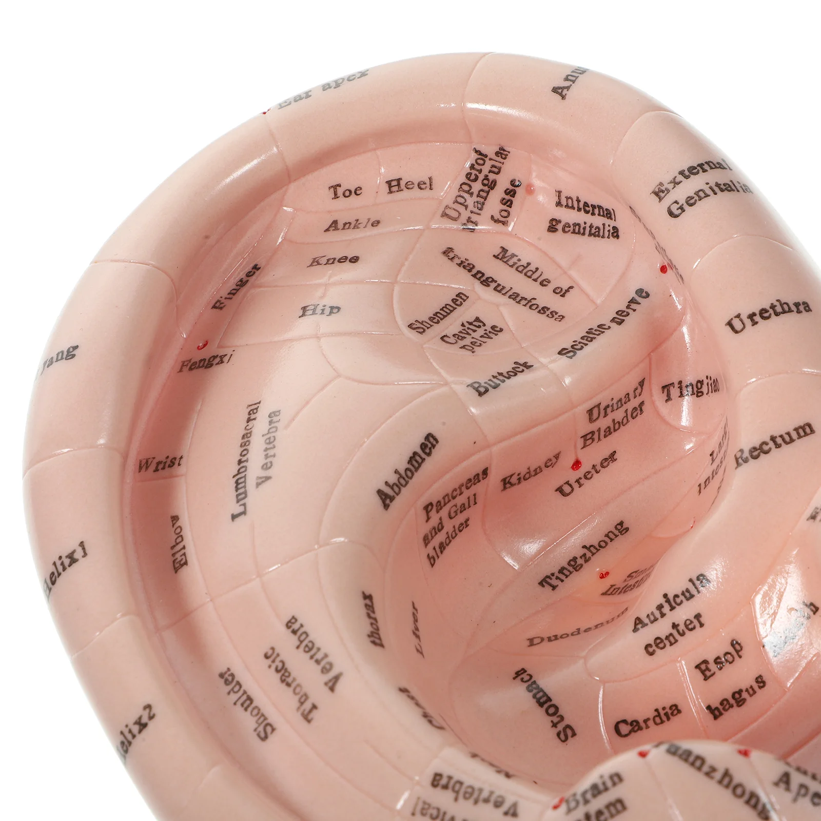 Auricular Model Massage Ear Emulation Acupoint Learning Tool Massager Props Teaching Mold Lettering Pvc Soft Glue Facial Tools