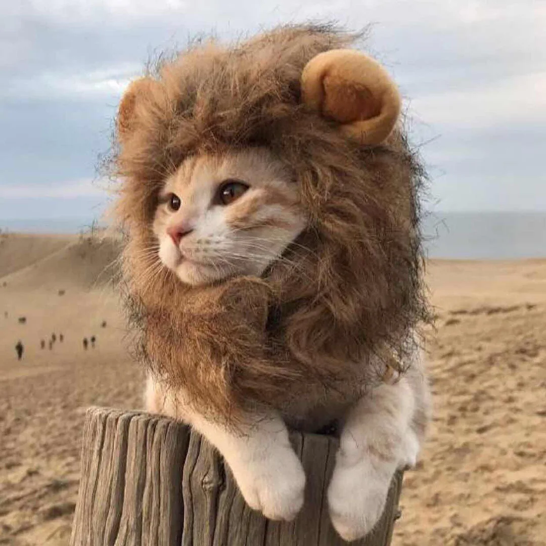 TONG New Cat Lion Costume Hat Pets Clothes Cap Cute Cat Wig Lion Mane Costume Cosplay Kitten Hat Lion Head Mane Hat for Cat