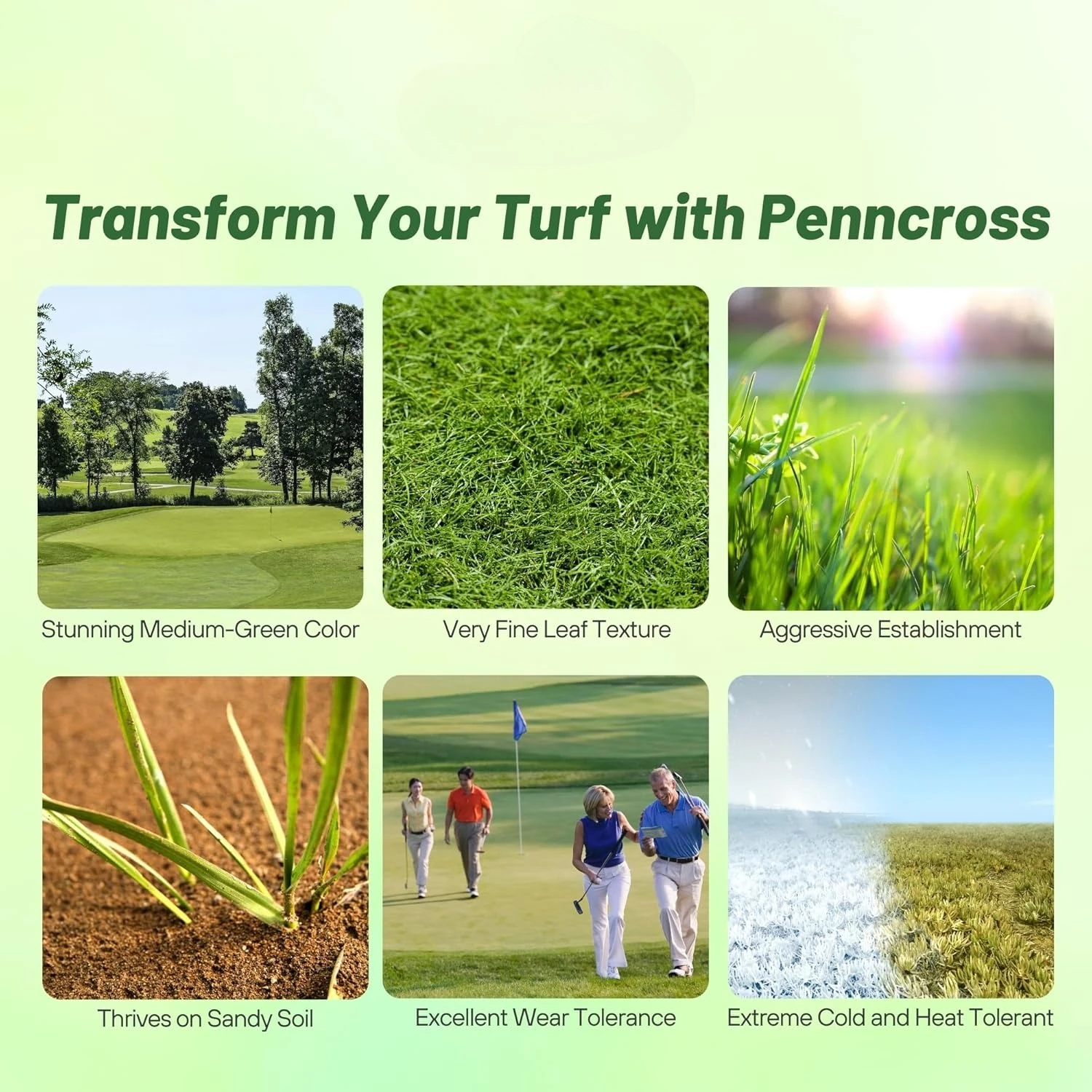 

PC2.0 Creeping Bent Grass Seed – 5 фунтов. Семена травы премиум-класса для гольфа, плотные, износостойкие семена травы для футболок
