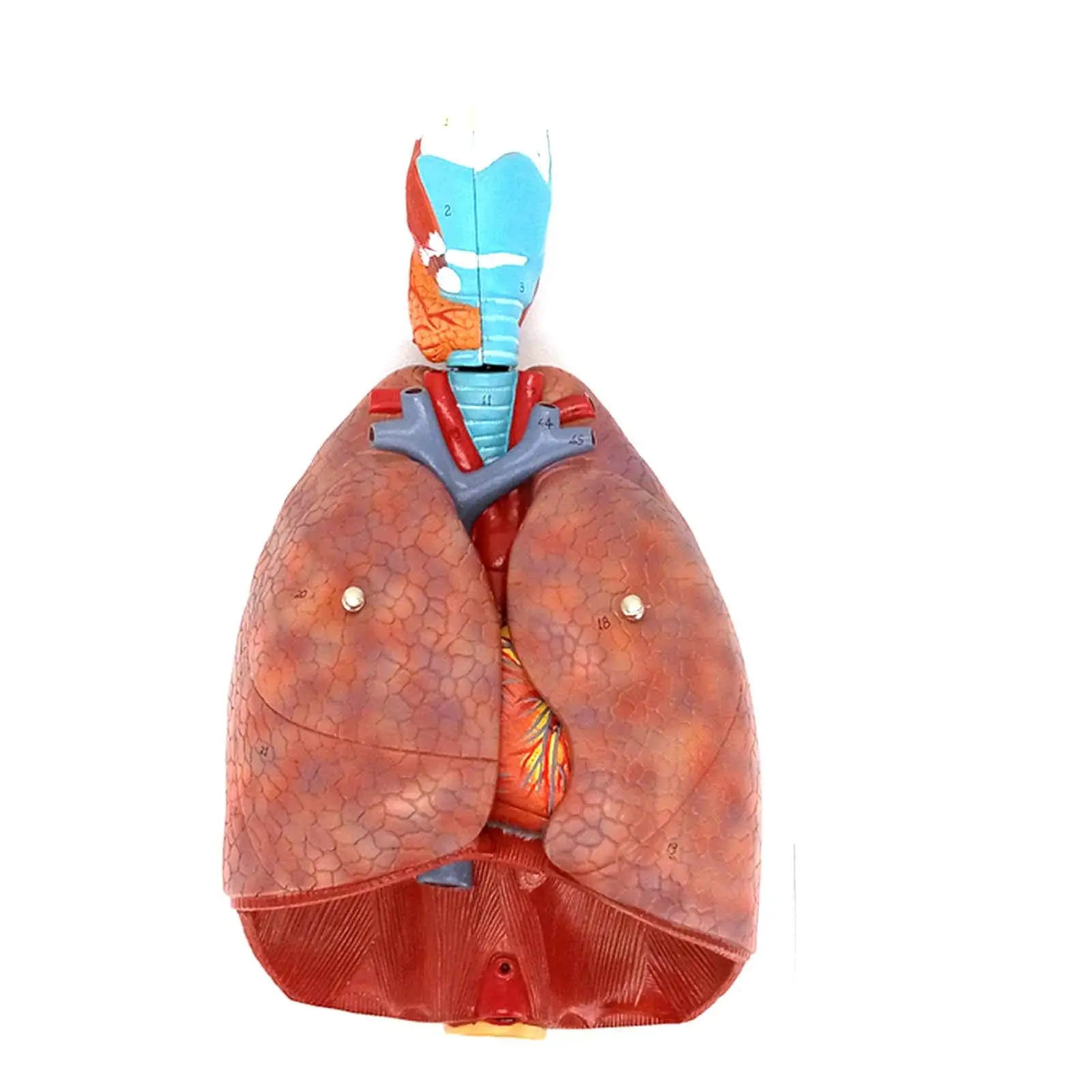 

Human Respiratory System Model 7 parts Larynx Lungs Heart Natural Life Size Three Dimensional