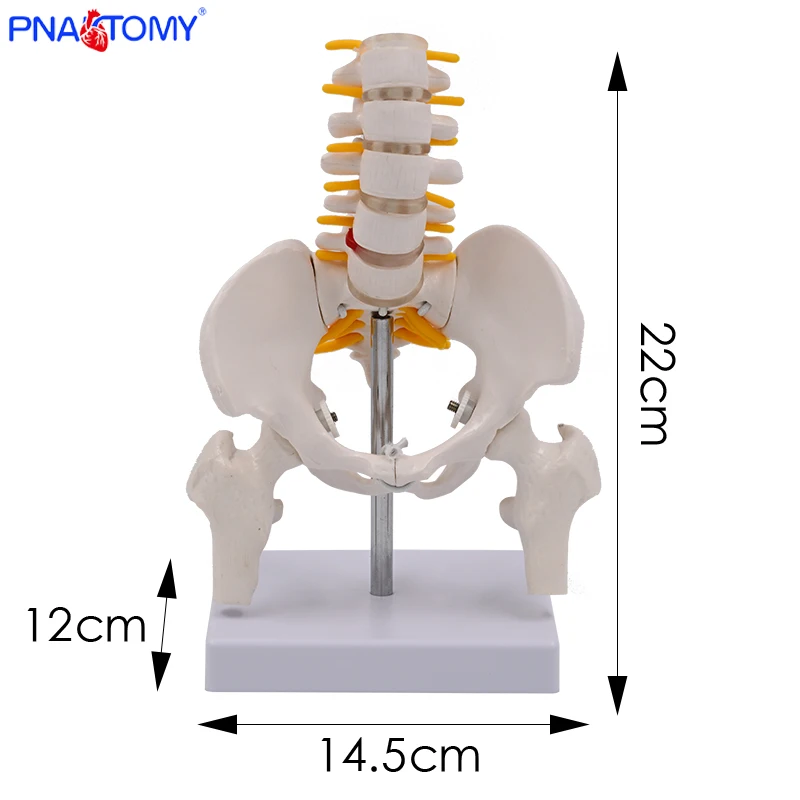 Mini Human Movable Pelvic Model, Lumbar Spine, Postpartum Repair of Pelvic Joints, Medical skeleton Pelvis Bone Anatomy