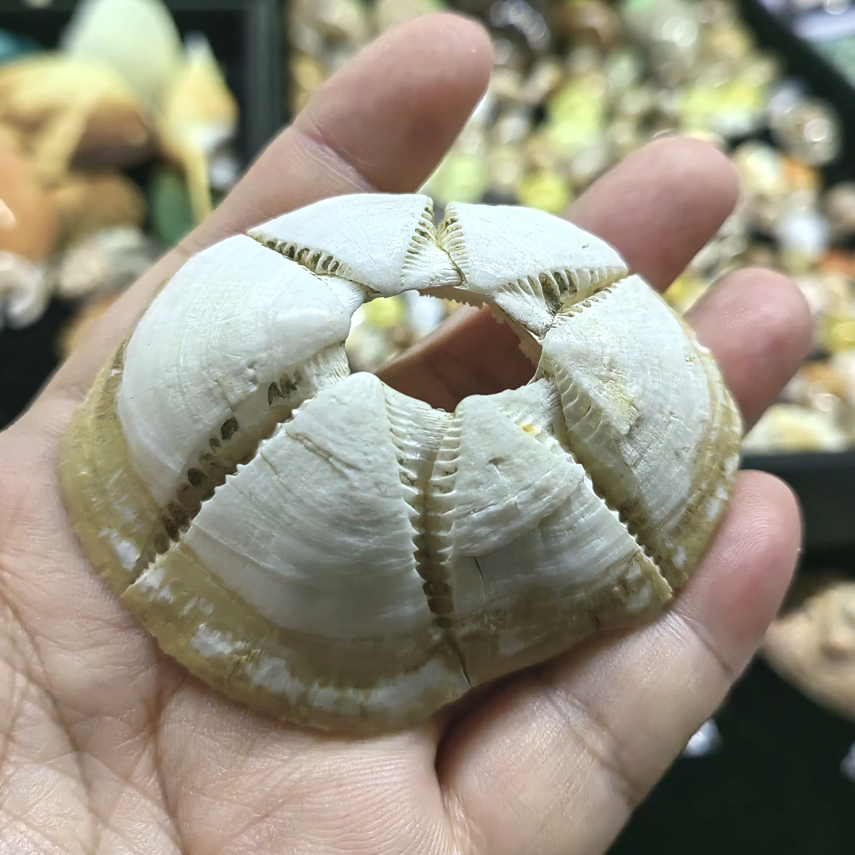 Natural Sea Urchin Shell Specimen Home Decoration Shell Fish Tank Landscape Decor Sea Snail Children's Popular Science Specimen