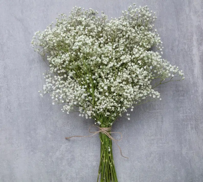 자연 말린 Gypsophile 꽃 웨딩 장식 배열 진짜 아기 호흡 보존 꽃 꽃다발 Hoom 크리스마스 장식