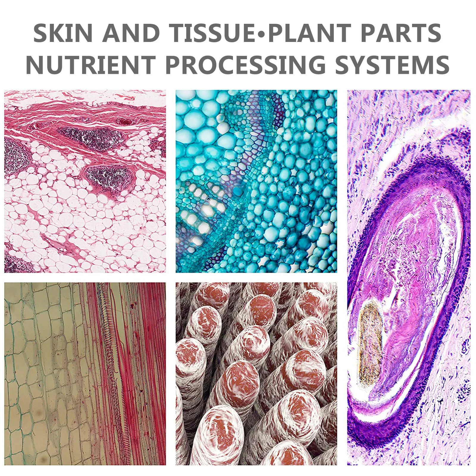 1 conjunto de microscópio para estudantes, lupa biológica multifuncional, ferramenta educacional científica, aprendizagem precoce, presente científico