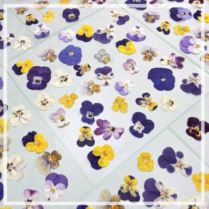 12 قطعة ، زهور مجففة فطيرة مضغوطة طبيعية لوازم يدوية ذاتية الصنع لإطار الصورة/الإشارة المرجعية/مصباح/مجوهرات من مادة الراتنج/حافظة هاتف/مكياج البتلات