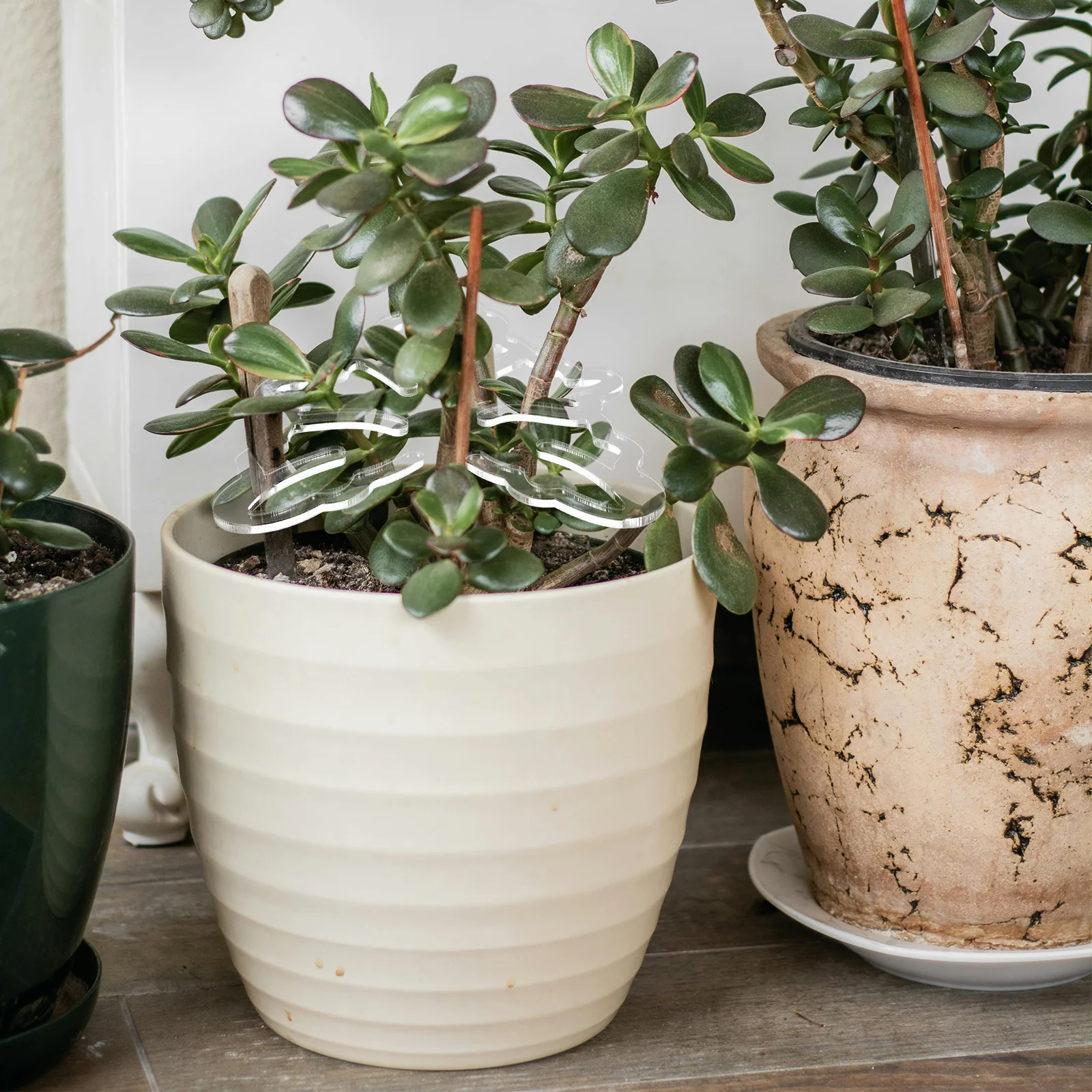 

Acrylic Flower Stem Support Holder Rack Plant Stems Fixing Holder for Monstera Garden Plants Indoor Flowers Monstera Grapple