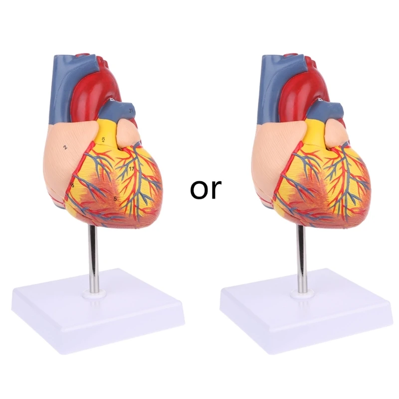 Disassembled Anatomical Human Heart Model Anatomy Medical Teaching Tool Drop Shipping