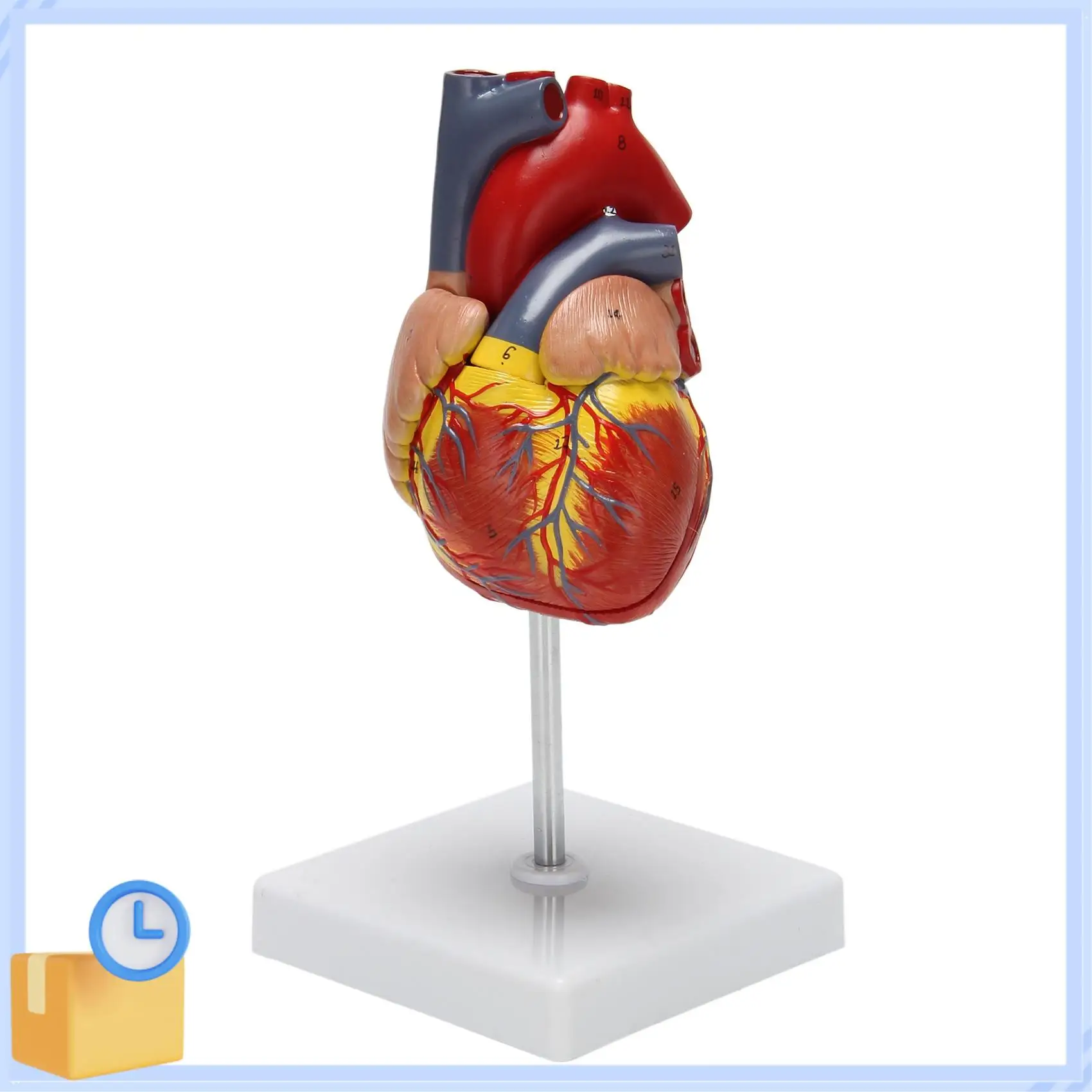 Popular 1: 1 Human Heart Model, Anatomically Accurate Heart Model Life Size Human Skeleton Anatomy For Science Classroom Study D