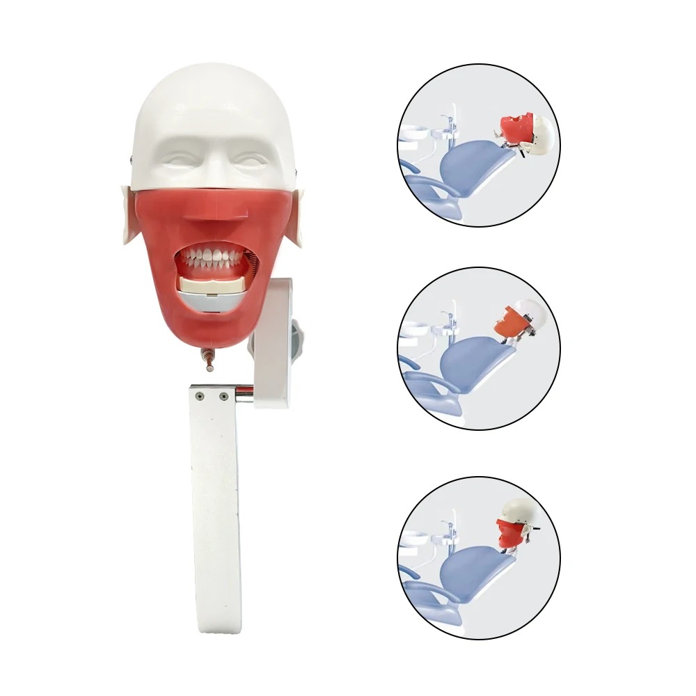 New Simple Head Model Dental Simulator Phantom Manikin Mounting For Training Teaching Practice Studying Dentistry Equipment Unit