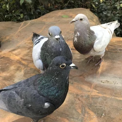 1Pcs real Taxidermy Eurasian gray pigeon Columba specimen Teaching / Decoration
