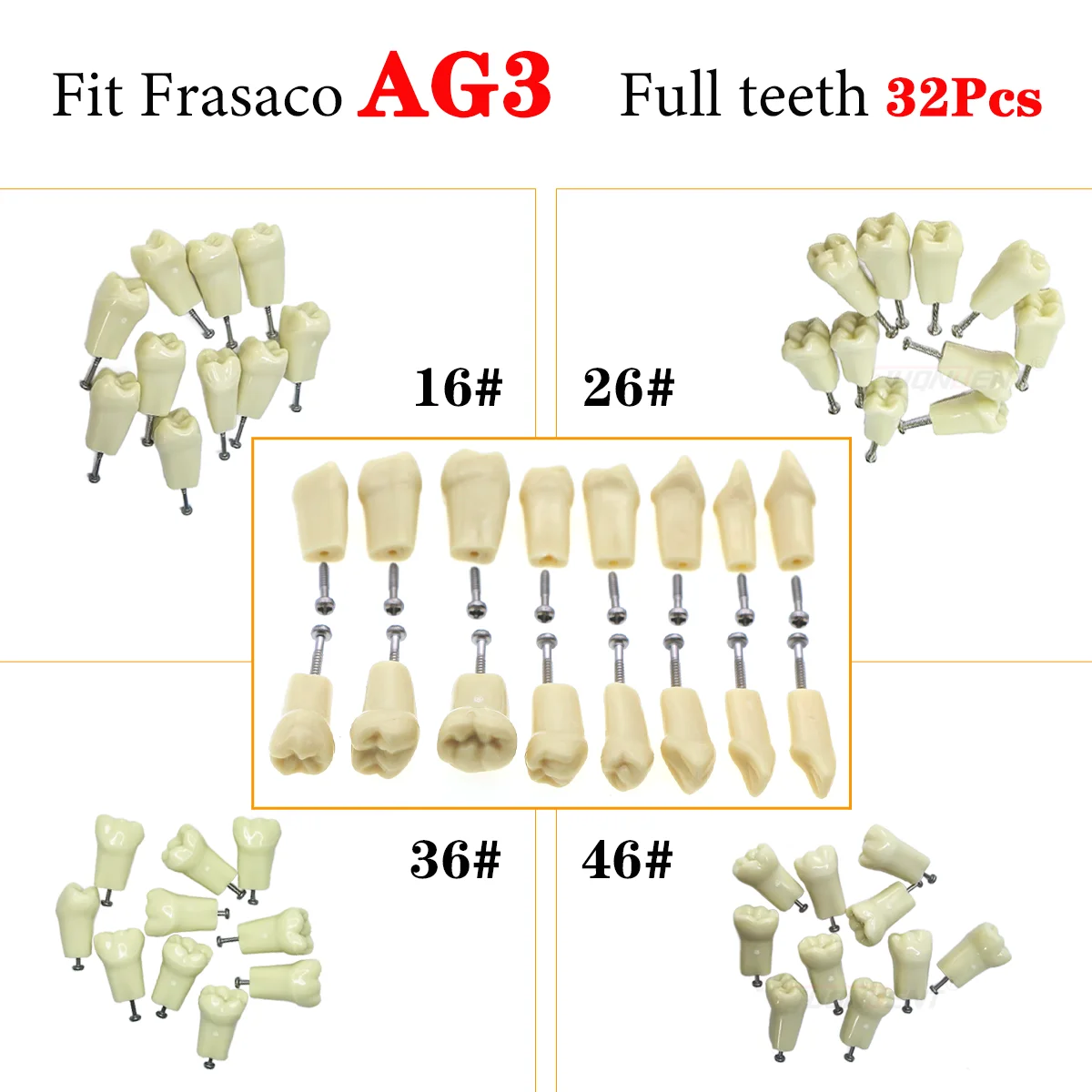 

Dental Teeth Model Fit Frasaco AG3 Type Full Teeth 32Pcs Screw-in Practice Filling Soft Gum Gingivae Dentist Teaching Material