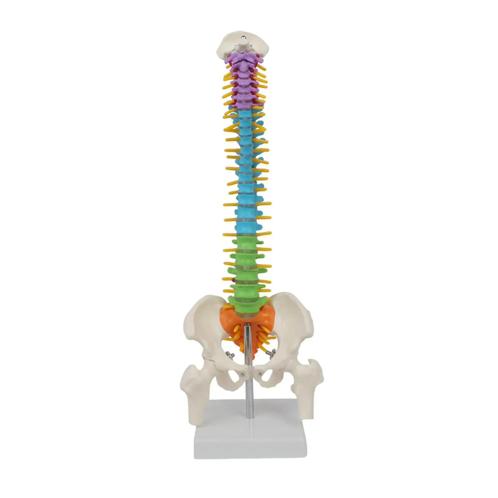 Human Spine Model Flexible Spinal Cord 45cm with Pelvic Spine Spinal Column Model Skeleton Model for Teaching Study Science