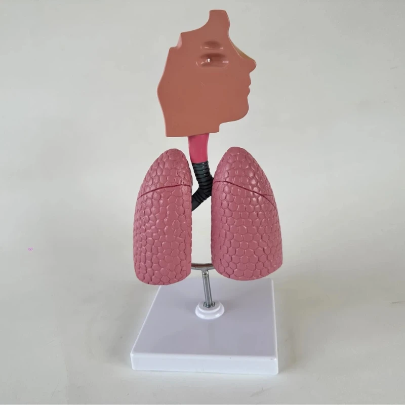 Model ludzkiej jamy nosowej, gardła, układu oddechowego, anatomia bronchialna i alweolarna, płuc, układu naczyniowego, narzędzie do nauczania medycyny.