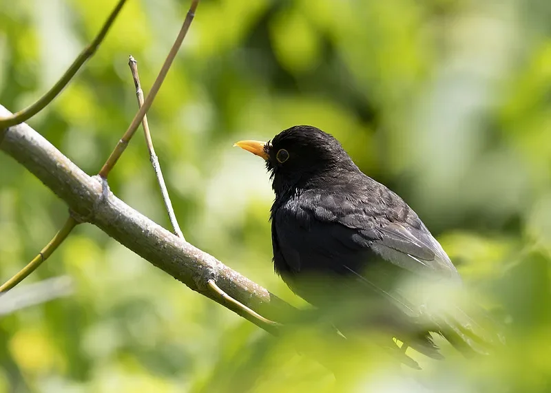 Flywoo O4 Lite Lens-Coaxial Connector - For O4/O4Pro FPV Transmitters (Signal Stable)