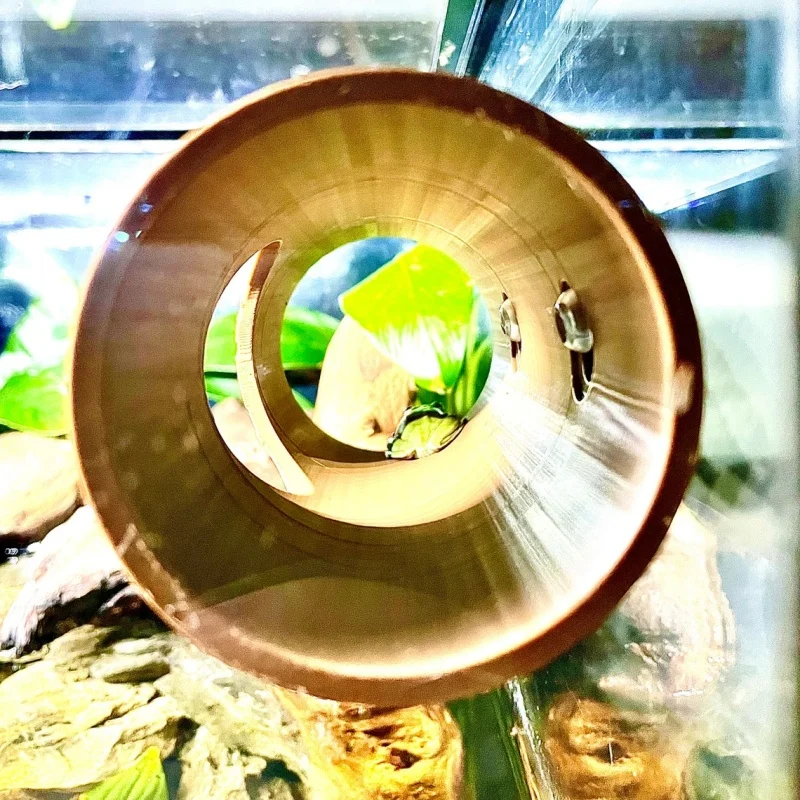 

A circular hiding place for reptiles/amphibians such as tree frogs and geckos to play and inhabit