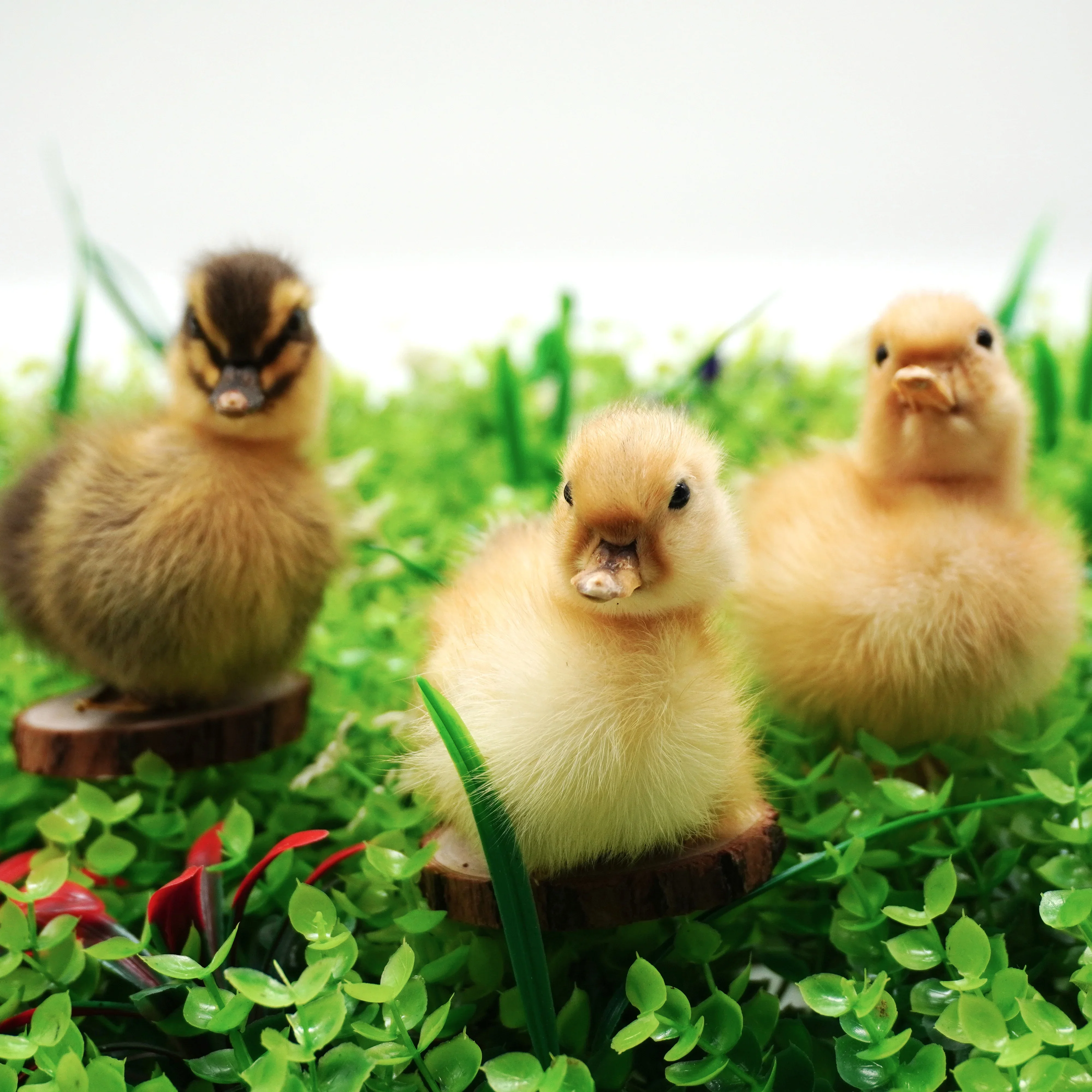 

Little yellow duck stuffed animal specimens Eurasian duckling specimens teaching models / decorations