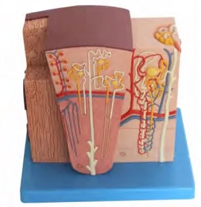 

Microscopic Anatomical Kidney Model Medical Science Microanatomical Renal Simulator Teaching Aids For School Students