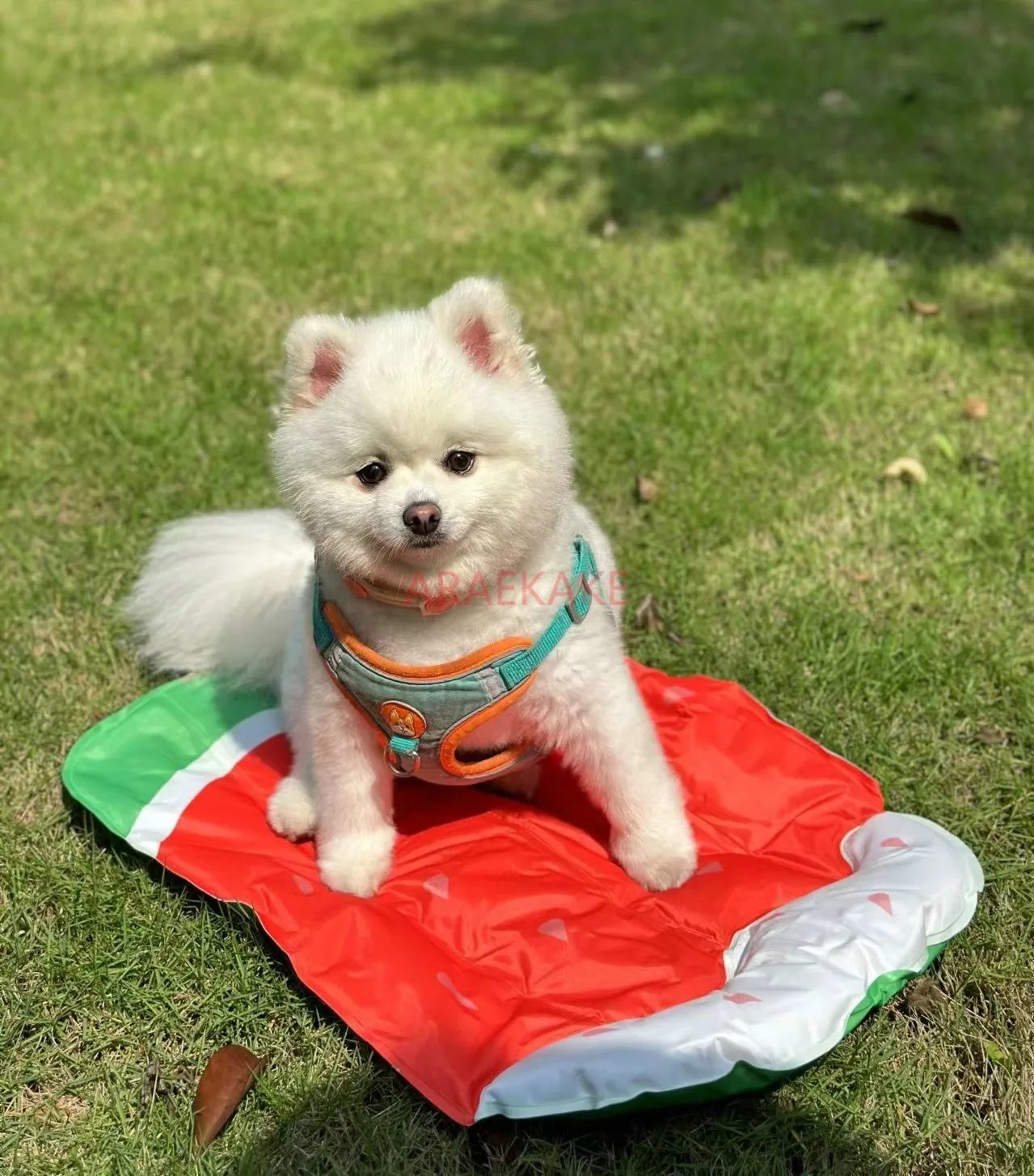 Pet Ice Mat Summer Ice Nest Cat Cooling Mat Dog Sleeping Mat Cooling Floor Mat Pet Cool Nest Small Dog