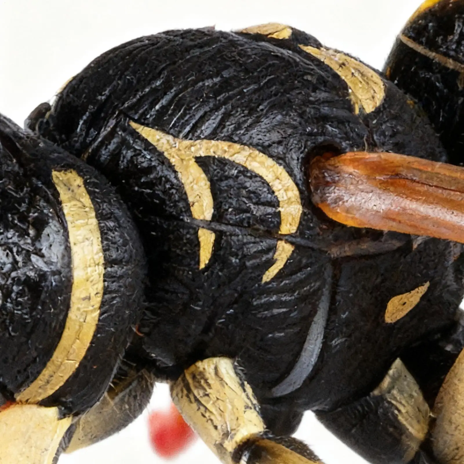 Juegos de construcción de juguetes, juego educativo de avispas de 27 piezas, juguetes de construcción para niños de 3 años, niños y niñas, aula preescolar para guardería