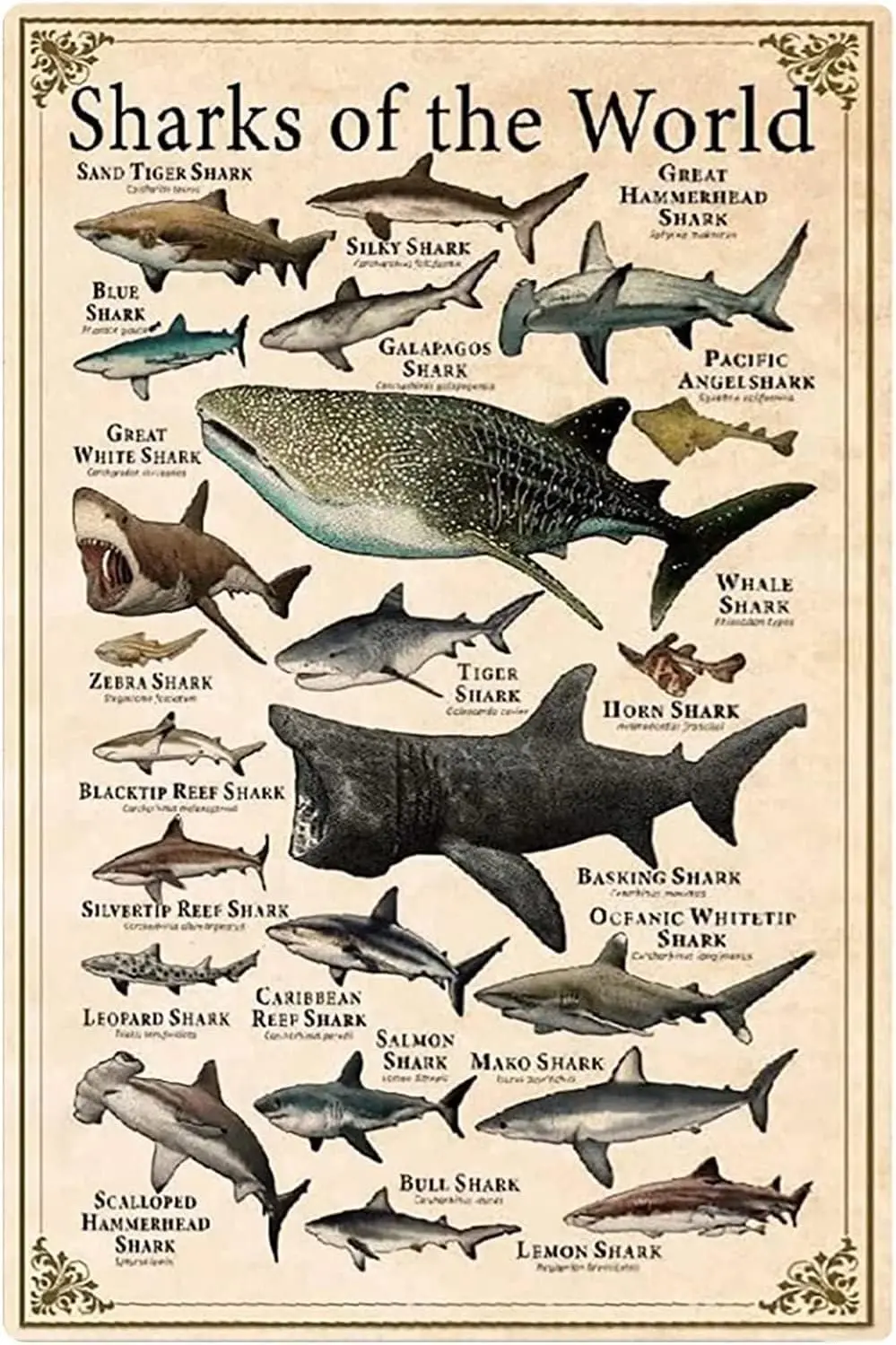 Panneaux métalliques décoratifs 'Requins du Monde', 'Types de requins', 'Connaissances sur les requins', Décoration artistique pour la maison, Plaque de pub, Panneaux métalliques Fête des Mères, Panneau 'Spring Wal'
