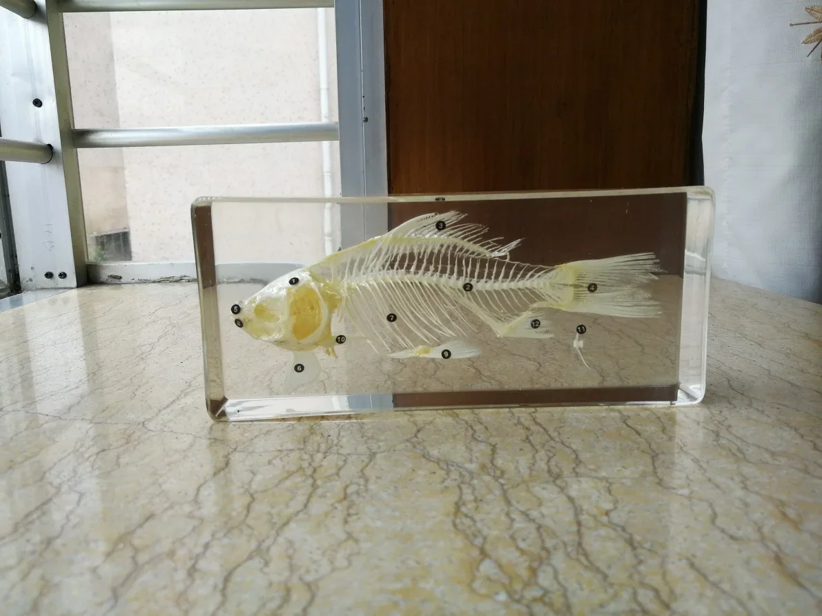 1PC Fish Skeleton Specimens Fish Skeleton True Bone Splicing Model Teaching Exhibition Hall Biological Anatomy Specimens