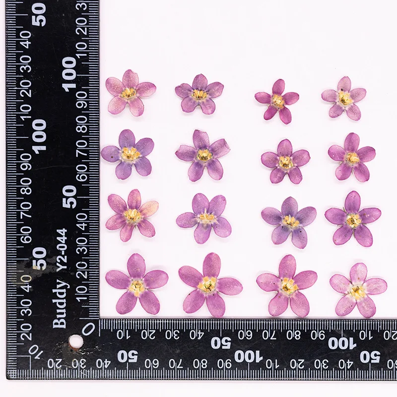 12 Stück, gepresste blaue Sternblume zum Selbermachen, Tropfkleber, Handyhülle/Kunstwerk/Herbarium/Lesezeichen/Gesichtsdekoration, Bastelbedarf für trockene Blumen – Detail 13