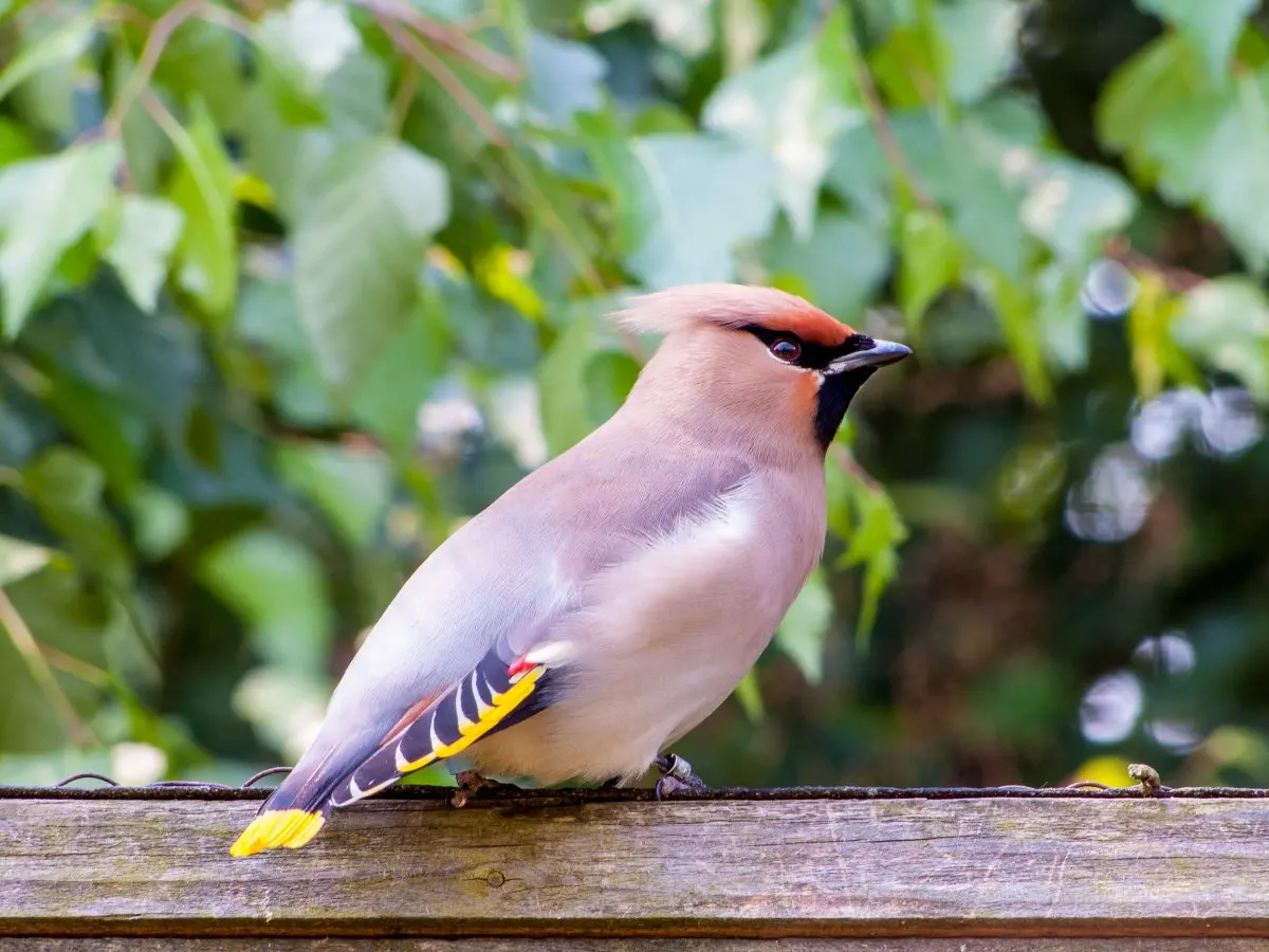 

Storage Box Decoration Tool for 1/10 RC Crawler Car Axial SCX10 90046 KM D90 TF2 Trxs TRX-4 TRX-6 MST