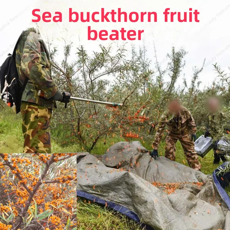 Hawthorn Nuts, Electric Walnuts, Picking, Shaking Trees, Hitting Prickly Ash Oil, Picking Machine, Chestnut Osmanthus High Tea
