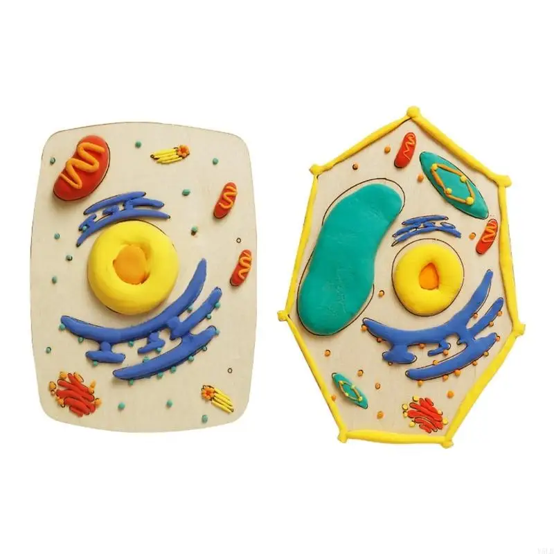 

Y5LB Удобный набор для творчества по анатомии деревянных клеток для научных проектов в классе