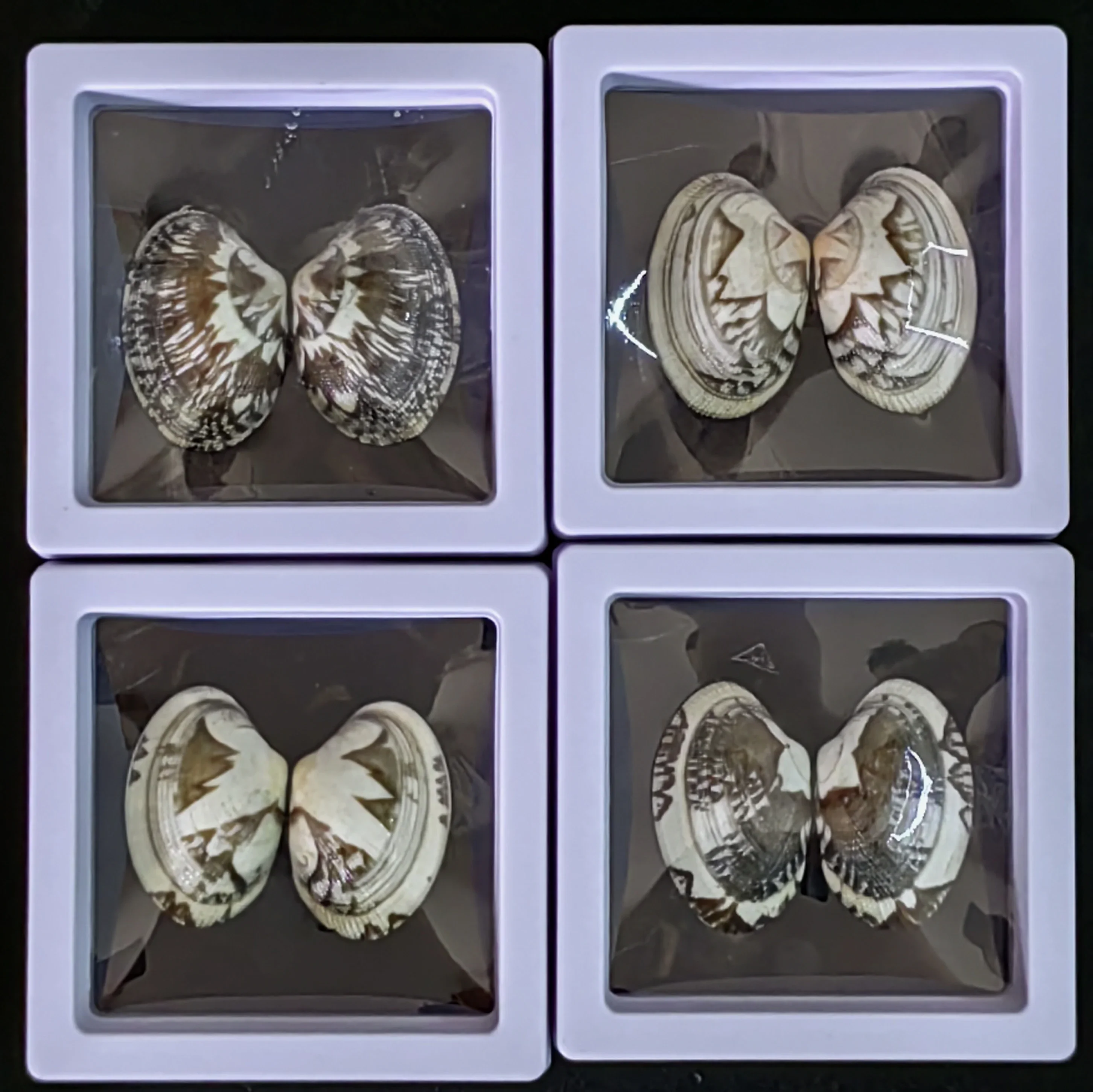 Natural Shell Conch Scallop Pattern Clam Pearl Oyster Fish Tank Aquarium Decoration