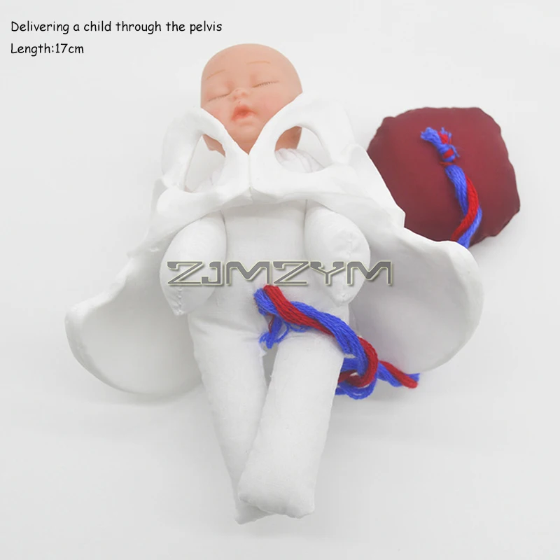 Childbirth Demonstration Pelvis Model, Mini  Female Pelvis & Baby Model - Fetus/Umbilical Cord/Placenta, Childbirth Simulator