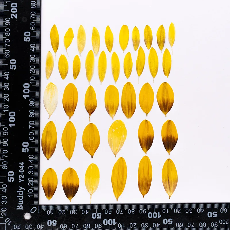 24 Stück, Getrocknete Sonnenblumenblütenblätter, Gepresste Blumen, DIY-Bastelzubehör für Fotorahmen, Scrapbook, Hochzeitsgeschenk, Heimdekoration, Schmuckherstellung – Detail 7