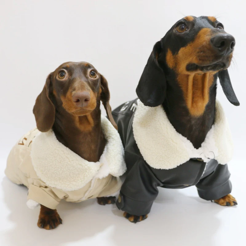 Wiener Badger Winter Cotton Jacket White Black Fur Collar Warm Thick Coat Fashion Windproof  Sausage Dachshund Clothes for Dogs