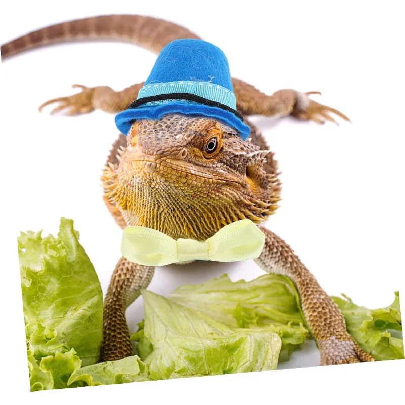 

Домашнее животное, кролик, морская свинья, голландская свинья, шляпа Тоторо, Хэллоуин, Рождество, костюм трансформации, змея, ящерица, аксессуары для костюма