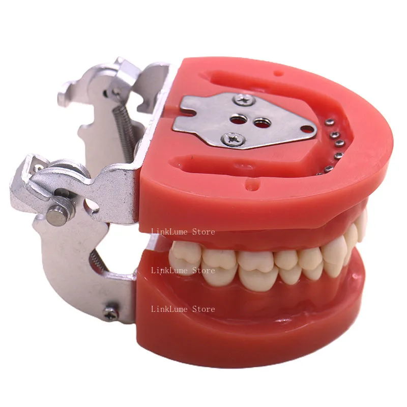 Standard Jaw Model  Preparation Practice for Hard Gum Teaching Resources