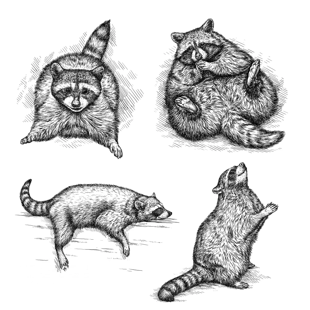 Raccoon Clear Stamps Scrapbooking Crafts Decorate Photo Album Embossing Cards Making Clear Stamps New